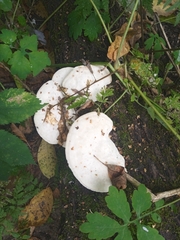 Trametes suaveolens
