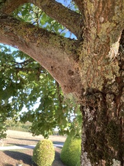 Thaumetopoea processionea