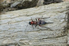 Xylophrurus augustus