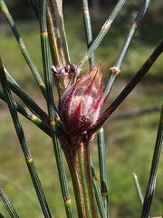 Cylindrococcus casuarinae