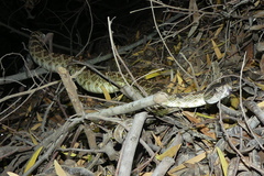 Crotalus oreganus helleri