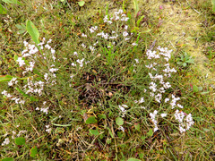 Limonium vulgare