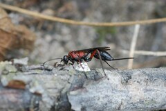 Xylophrurus augustus