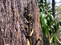 Erythrorchis cassythoides