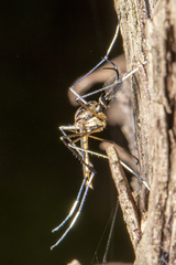 Toxorhynchites speciosus