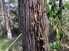 Erythrorchis cassythoides