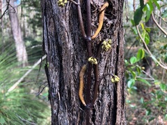 Erythrorchis cassythoides