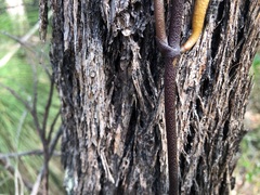 Erythrorchis cassythoides