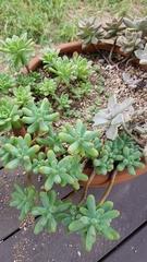 Sedum pachyphyllum