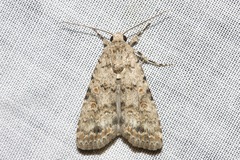 Spodoptera exigua