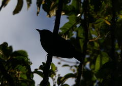 Colluricincla rufogaster