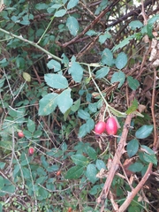 Rosa gymnocarpa