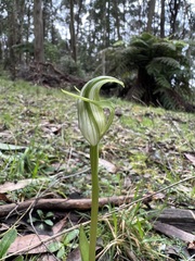 Pterostylis alpina