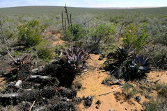 Aloe microstigma framesii