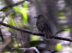 Cyornis umbratilis