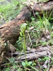 Pterostylis alpina
