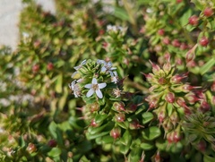 Lysimachia mauritiana