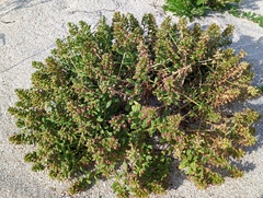Lysimachia mauritiana