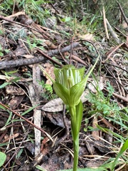 Pterostylis alpina