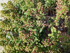 Lysimachia mauritiana