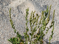 Chenopodium acuminatum virgatum