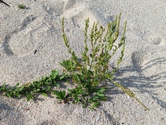 Chenopodium acuminatum virgatum