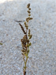 Chenopodium acuminatum virgatum