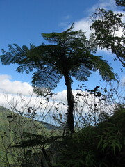 Cyathea