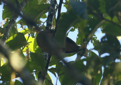 Colluricincla rufogaster