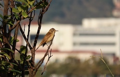 Acrocephalus arundinaceus