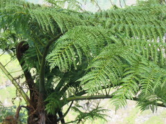 Cyathea