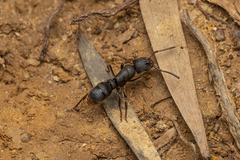 Pseudoneoponera rufipes