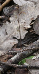 Cyrtostylis oblonga