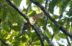 Colluricincla rufogaster