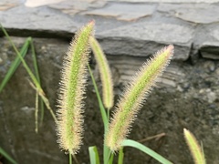 Setaria