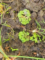 Riccia huebeneriana