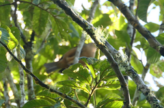 Colluricincla rufogaster