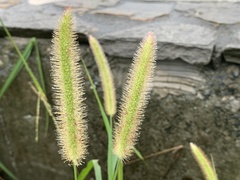 Setaria
