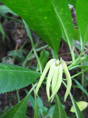 Sclerotheca magdalenae