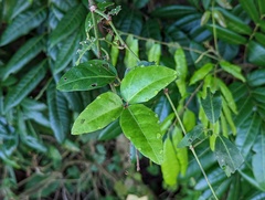 Tetrastigma hemsleyanum