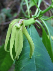 Sclerotheca magdalenae