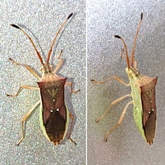 Homoeocerus