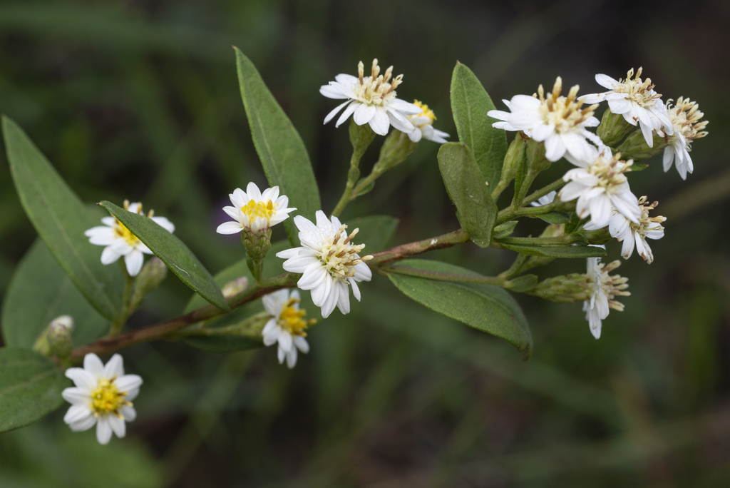 Aster baccharoides; photograph (c) Lawrence Hylton, some rights reserved (CC BY)