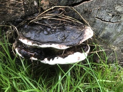 Ganoderma