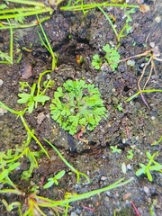 Riccia huebeneriana