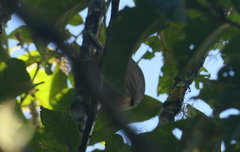 Colluricincla rufogaster