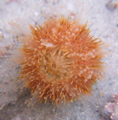 Amblypneustes elevatus