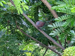 Streptopelia tranquebarica