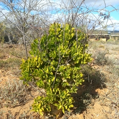 Tylecodon paniculatus