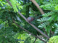 Streptopelia tranquebarica